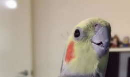 鹦鹉叫声视频,鹦鹉鸣叫声中的自然旋律