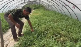 吃瓜群爆料大棚是真的吗,大棚真相揭秘，究竟是真的吗？